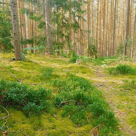 Bukowe Zacisze * Szczytna