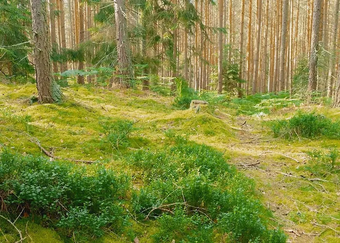 Bukowe Zacisze * Szczytna