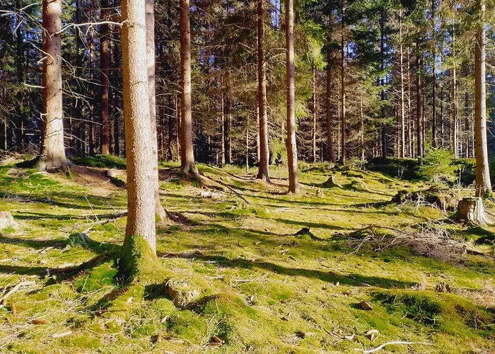 Bukowe Zacisze * Szczytna